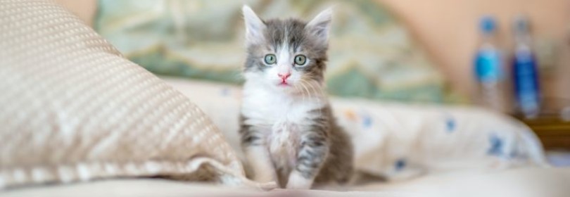Чем опасны анкилостомы у кошек и как от них избавиться? Прочтите!