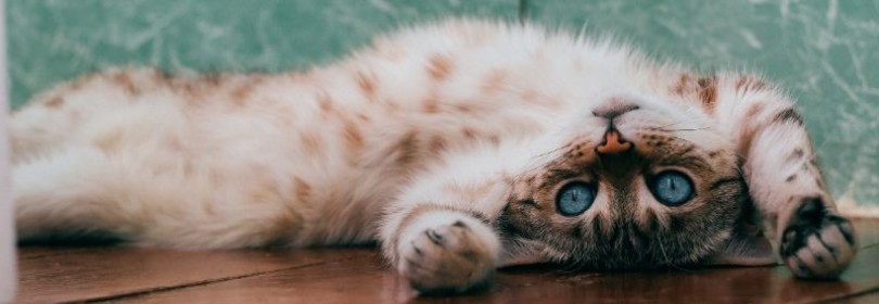 Вы знаете, бывает ли у кошек пневмония (воспаление легких) и что делать, обнаружив признаки?