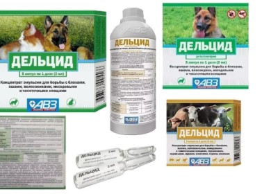 Используйте Дельцид для кошек правильно! Всё о профилактике и лечении препаратом