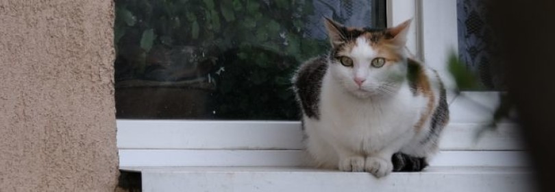 Подробно про дирофиляриоз у кошек