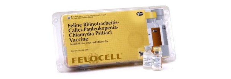 Эффективна ли для кошек вакцина Фелоцел?