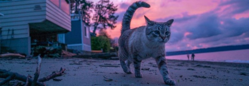 Признаки гастрита у кошек, схема лечения и питания. Какой корм давать можно, а какой нет?
