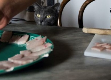 Как вы думаете, почему кошкам нельзя рыбу после стерилизации и котам при кастрации?