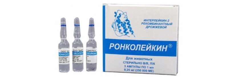Препарат Ронколейкин для кошек и котов — как разбавлять, применять и есть ли заменители?